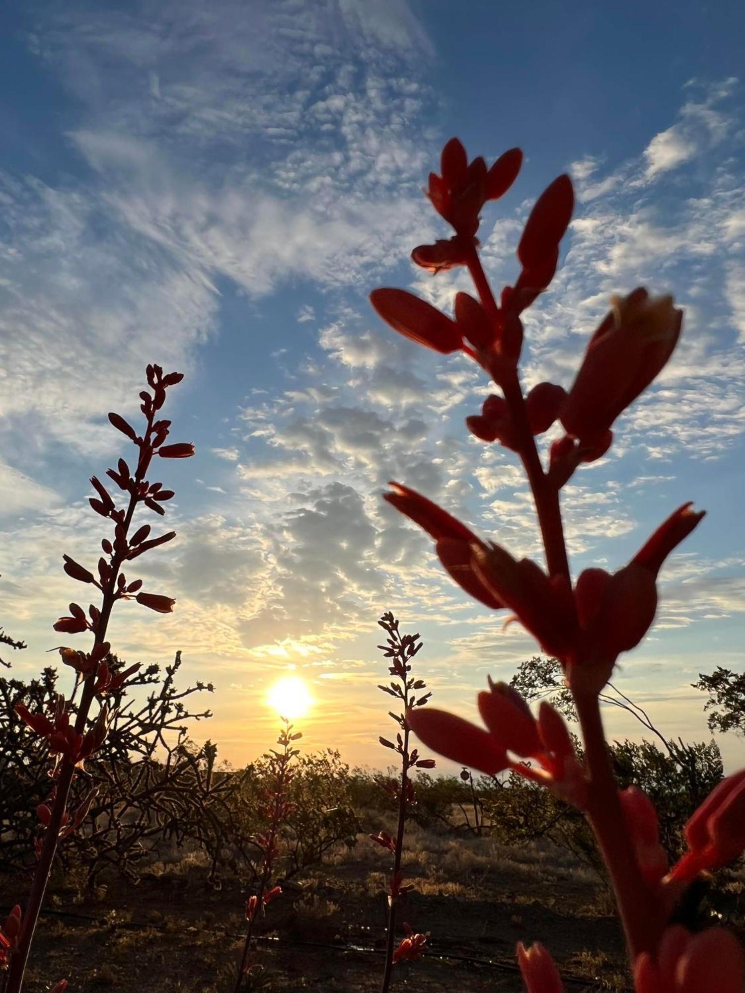 Hole In The Wall Getaway - Usa Mexico Border Bed And Breakfast Columbus Eksteriør bilde
