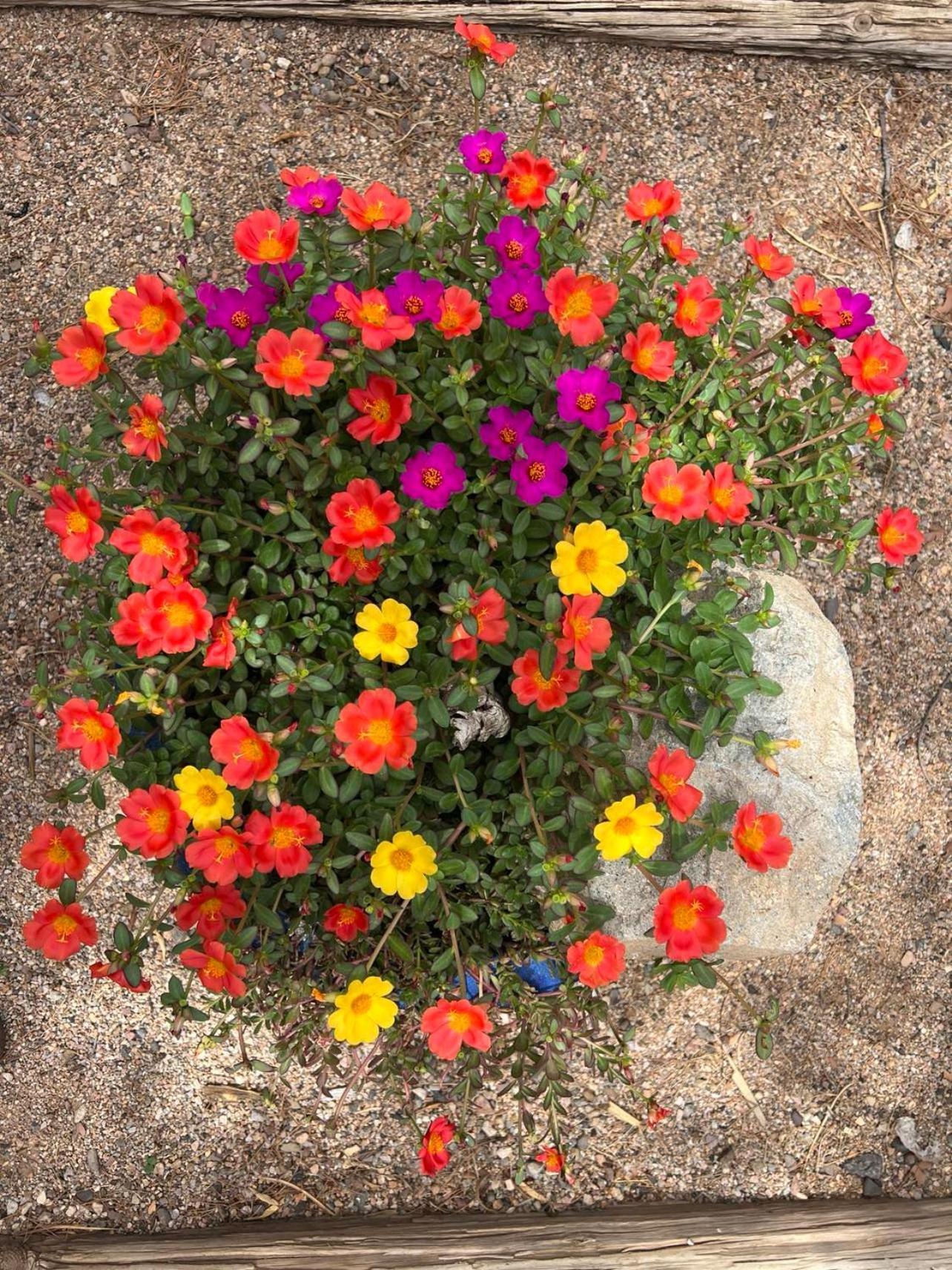 Hole In The Wall Getaway - Usa Mexico Border Bed And Breakfast Columbus Eksteriør bilde